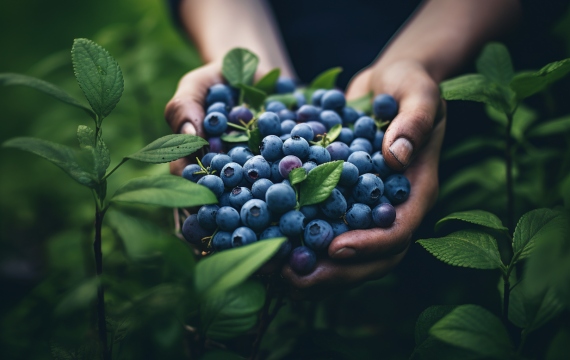 USES of Super Potassium Humate Fertilizer In Agriculture For Plants