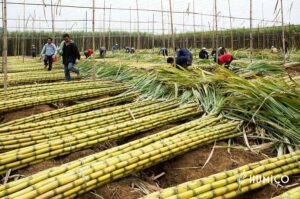 What is the Uses of Humic Acid for Sugarcane