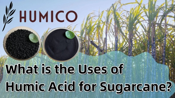 What is the Uses of Humic Acid for Sugarcane - HUMICO