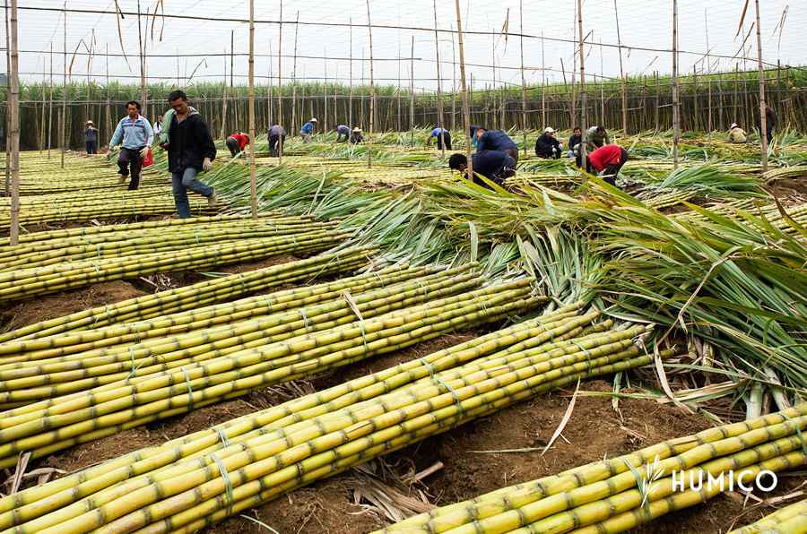 What is the Uses of Humic Acid for Sugarcane