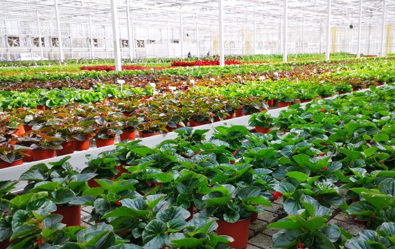 Benefit of HUMICO Potassium Fulvate Fertilizer