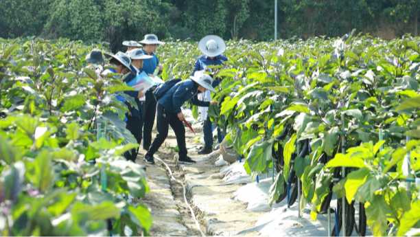 Benefits of Fulvic Acid 50%