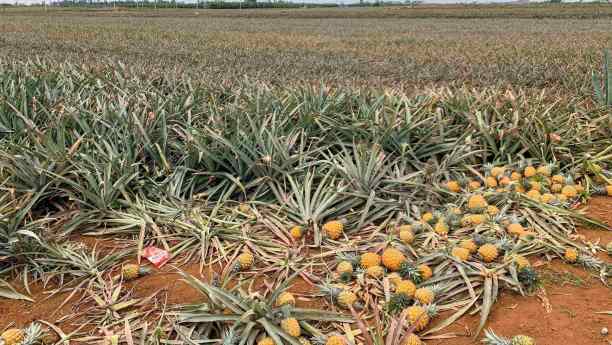 Benefits of Fulvic Acid Fertilizer