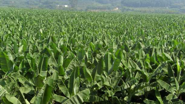 Benefits of Fulvic Acid Fertilizer