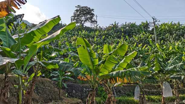 Benefits of Manganese Amino Acid Chelate