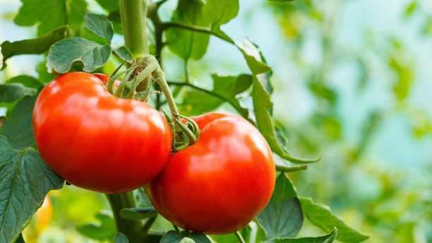 Benefits of Potassium Humate Balls