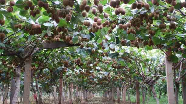 Benefits of Sodium Humate Balls
