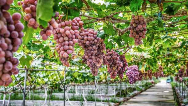 Iron Amino Acid Chelate Uses