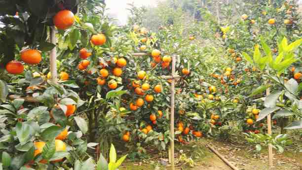 Sodium Humate Balls Uses
