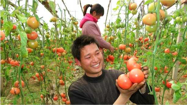 Uses of Amino Acid Chelated Minerals