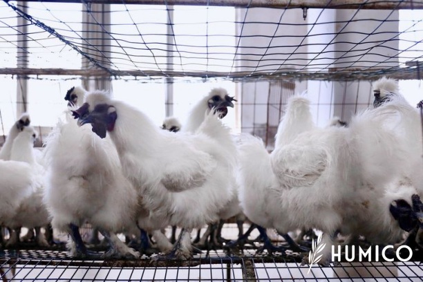 What is Sodium Humate Uses