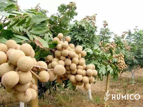 Amino Acid Benefits for Plants Enhancing Growth & Strength - HUMICO Longan