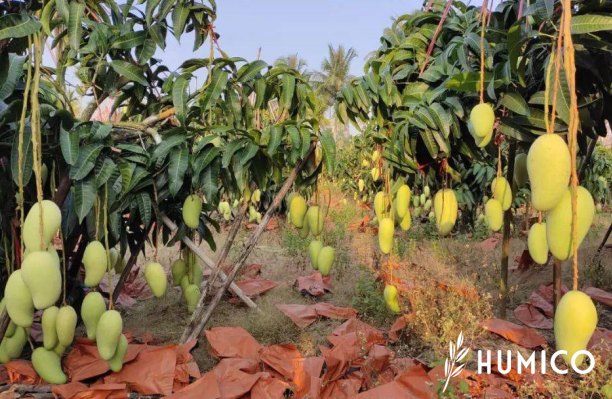 Amino Acid Benefits for Plants Enhancing Growth & Strength - HUMICO Mango