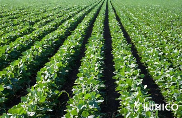Amino Acid Benefits for Plants Enhancing Growth & Strength - HUMICO Soybeans