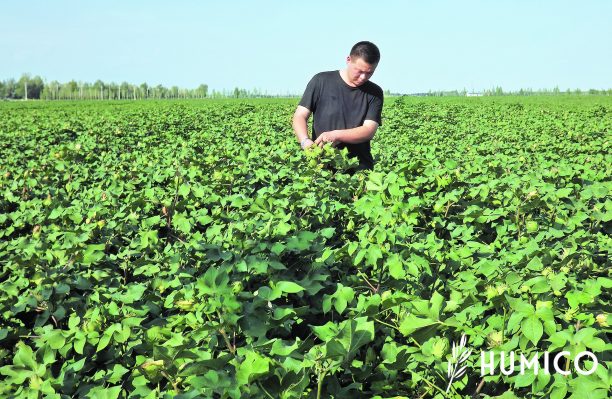 Amino Acid Chelated Calcium Fertilizer Top Benefits Unveiled Cotton