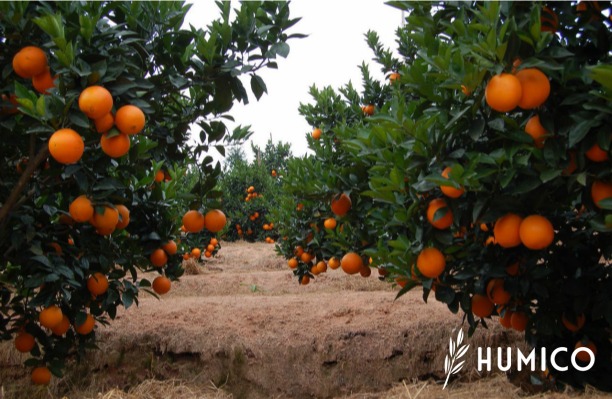 Amino Acid Chelated Calcium Fertilizer Top Benefits Unveiled Orchard