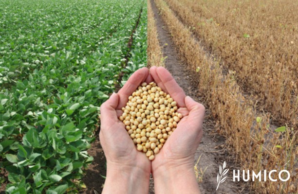 Chitosan Powder for Plants Benefits & Dosage Recommendations - HUMICO Soybeans