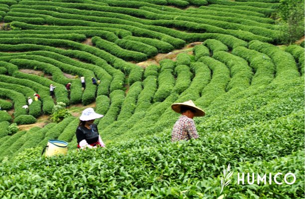 Chitosan Powder for Plants Benefits & Dosage Recommendations - HUMICO Tea