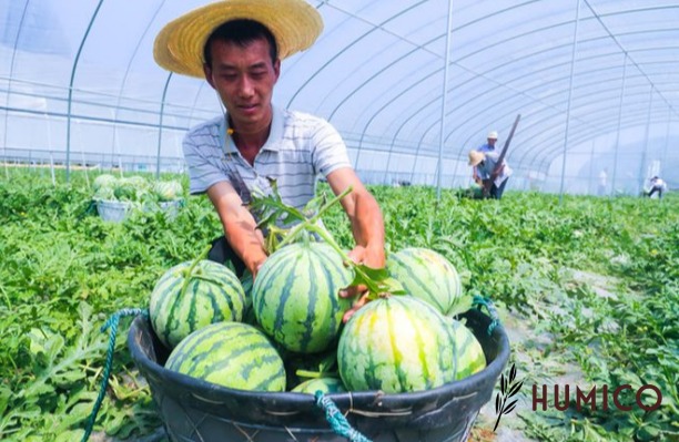 Chitosan Powder for Plants Benefits & Dosage Recommendations - HUMICO Watermelons