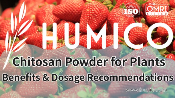 Chitosan Powder for Plants Benefits & Dosage Recommendations - HUMICO