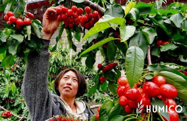 Eddha Iron Chelate for Trees Enhancing Tree Health - HUMICO Cherry