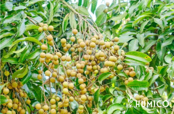 Fish Protein Fertilizer Pure Organic Solutions for Healthy Plants - HUMICO Longan