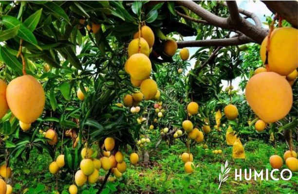 Fish Protein Fertilizer Pure Organic Solutions for Healthy Plants - HUMICO