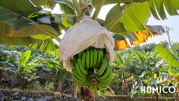 Green Seaweed Extract Powder Benefits & Application for Fertilizer in Agriculture Bananas