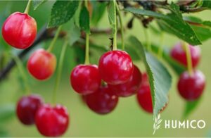 Green Seaweed Extract Powder Benefits & Application for Fertilizer in Agriculture HUMICO