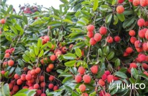 Humic Acid Benefits for Plants A Guide to Boosting Plant Health and Growth - HUMICO Lychee