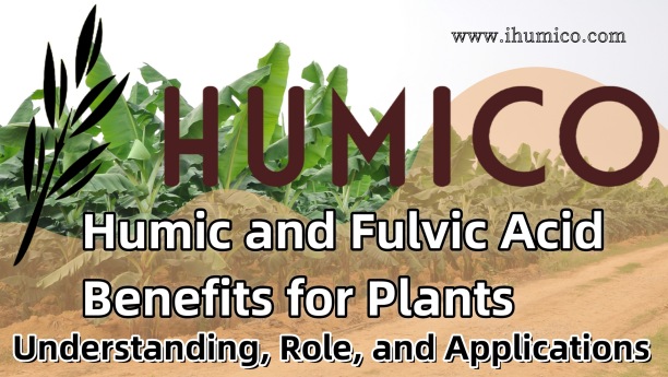 Humic and Fulvic Acid Benefits for Plants Understanding, Role, and Applications - HUMICO Bananas