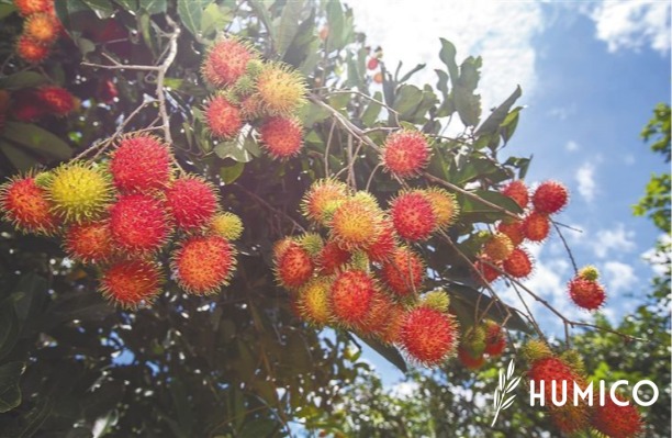 Humic and Fulvic Acid Benefits for Plants Understanding, Role, and Applications - HUMICO Rambutan