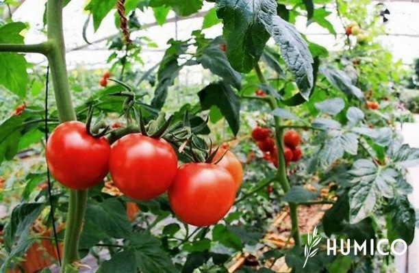 Potassium Humate Granules Benefits, Production & Usage - HUMICO Tomato