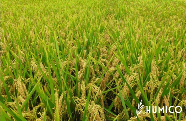 Super Potassium Humate Shiny Flakes A Comprehensive Guide Including Benefits & Usage - HUMICO Rice Plant