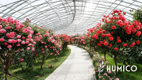 Super Potassium Humate Shiny Flakes A Comprehensive Guide Including Benefits & Usage - HUMICO Rose