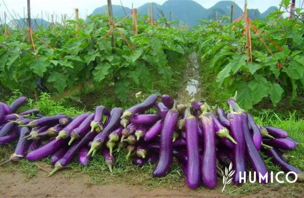 Amino Acid for Plants Growth Enhancing Morphology & Yield - HUMICO Eggplant