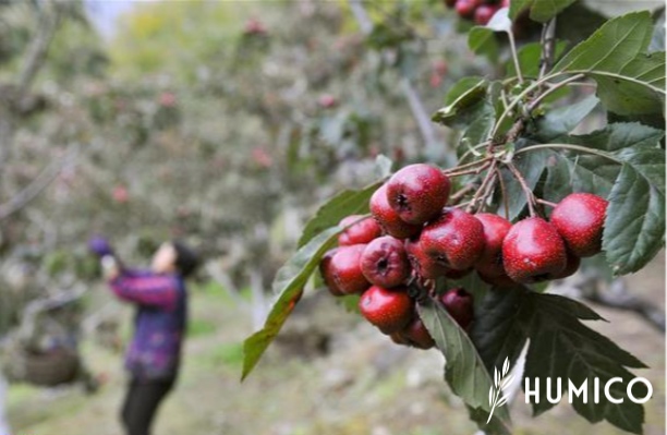 Amino Acid for Plants Growth Enhancing Morphology & Yield - HUMICO Hawthorn