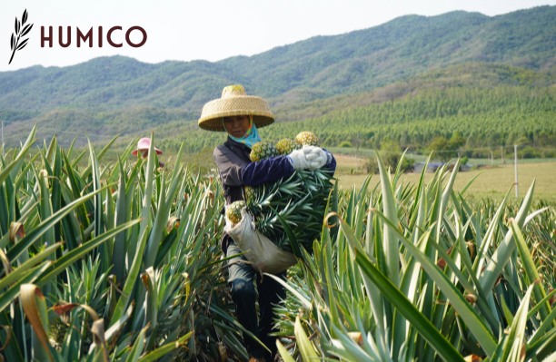 Chitosan Oligosaccharide for Plants Enhancing Crop Productivity - HUMICO Pineapple