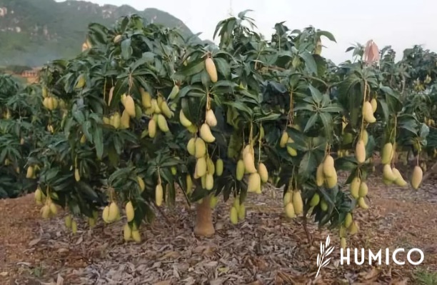 EDTA Micronutrient Chelate Fertilizer Enhancing Crop Health - HUMICO Mango