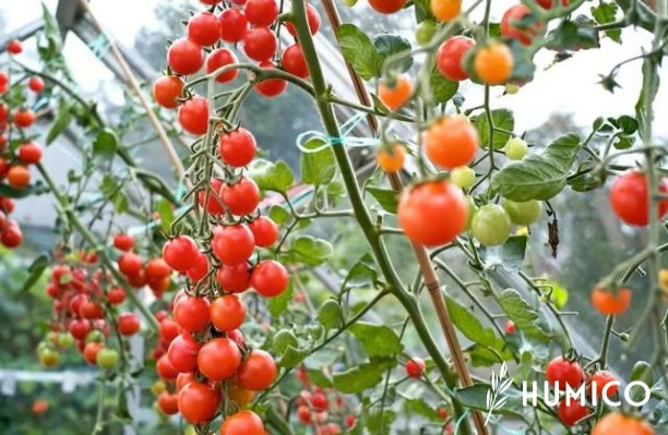 EDTA Micronutrient Chelate Fertilizer Enhancing Crop Health - HUMICO Tomato