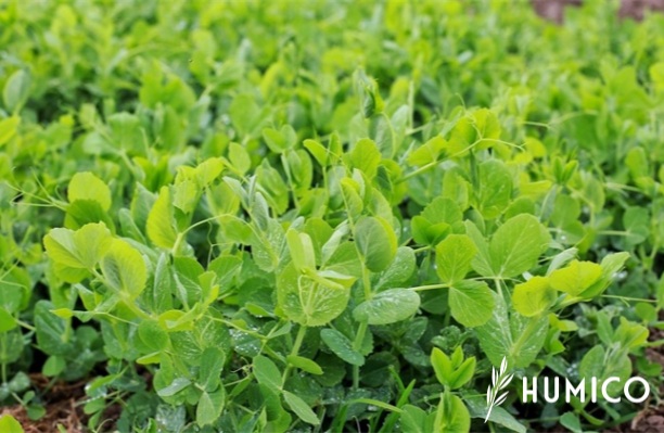 Effect of Humic Acid on Plant Growth Understanding Biological Activities - HUMICO Pea