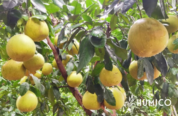 Fish Amino Acid Fertilizer Benefits and Application Guide - HUMICO Grapefruit
