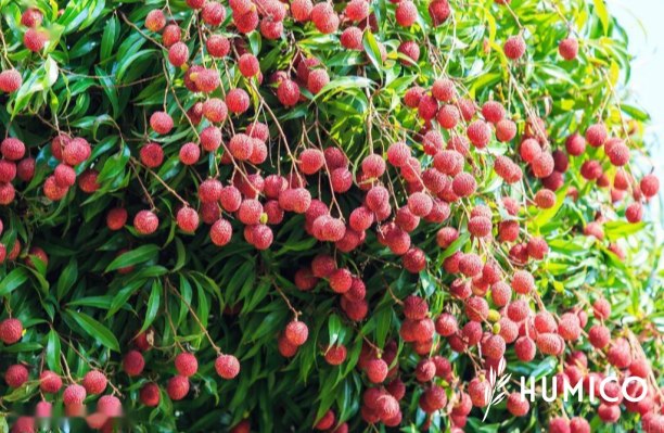 Fish Amino Acid Fertilizer Benefits and Application Guide - HUMICO Lychee