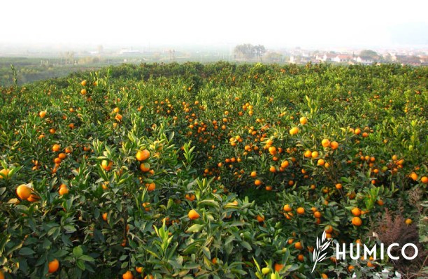 Fulvic Acid Benefits for Plants Enhancing Growth & Productivity - HUMICO Orange