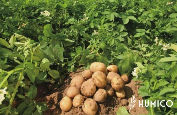 Humic Acid Uses in Agriculture Top Benefits - HUMICO Potatos