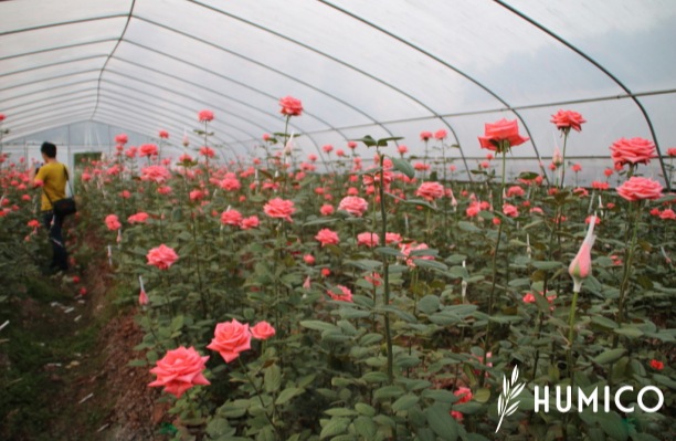 Humic Acid Uses in Agriculture Top Benefits - HUMICO Rose
