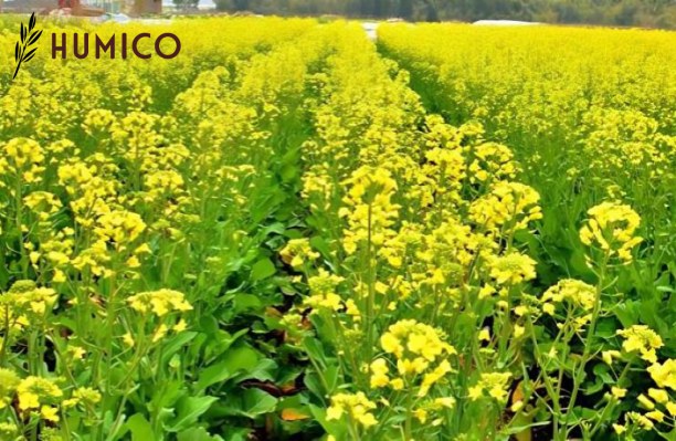 Iron EDDHA Fertilizer Unveiling 6% Potency & Benefits - HUMICO Rapeseed
