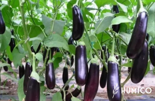 Liquid Humic Acid Organic Fertilizer Science & Benefits - HUMICO Eggplant