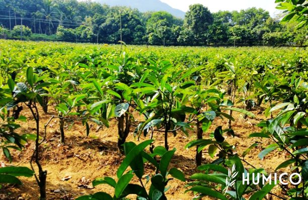 Liquid Humic Acid Organic Fertilizer Science & Benefits - HUMICO Tea Leaves Planting
