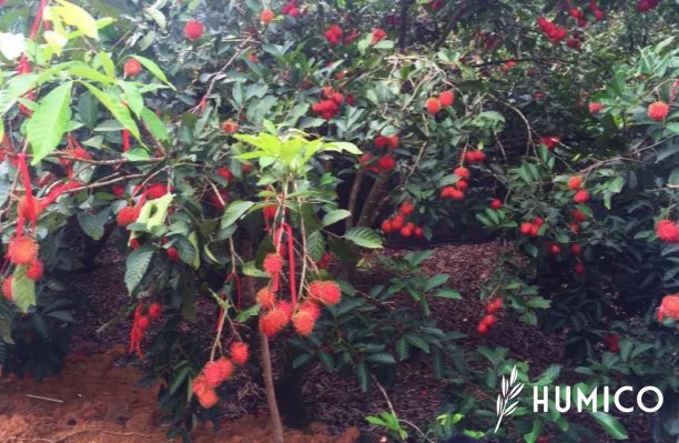 Liquid Kelp Organic Seaweed Fertilizer Benefits for Plants - HUMICO Rambutan